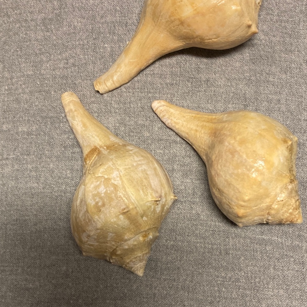 Natural Sea Shells Trio